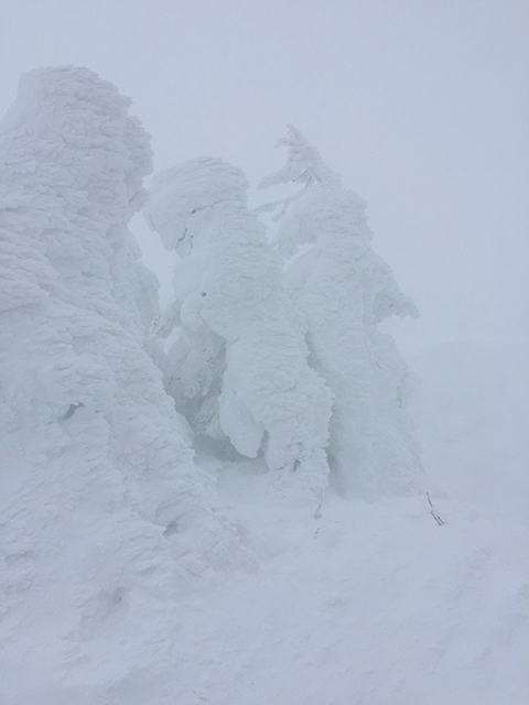 標高1661m。蔵王の地蔵山頂駅付近の樹氷。 すごい吹雪で、「海老のしっぽ」がよく見えませんが、とにかく寒い！　マイナス20度C