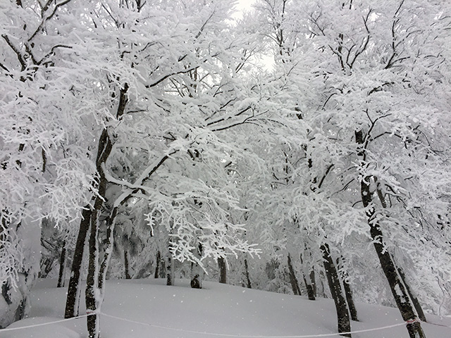 標高1331m。樹氷高原駅付近。