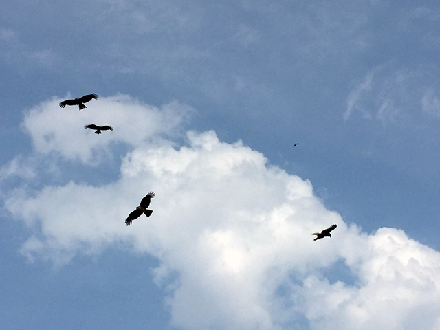 江ノ島には、たくさん鳶（とび）が