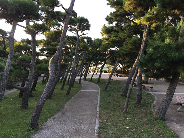 海からの風で、城ヶ島公園の松は、みんな傾いていました。