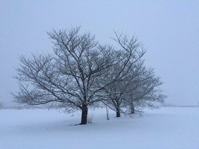 桜三姉妹の樹と雪