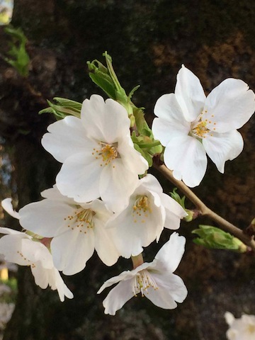 桜・ひかりとかげ