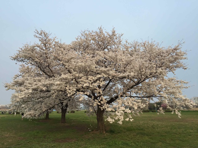 河川敷･桜