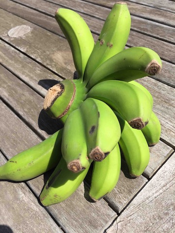 島バナナ１