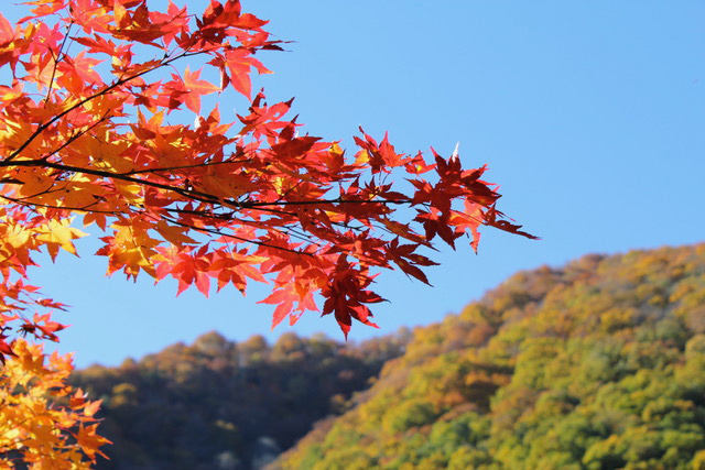 紅葉