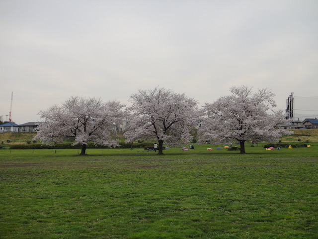 春の桜三兄弟