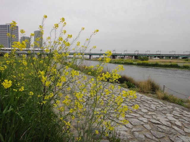 菜の花の岸辺