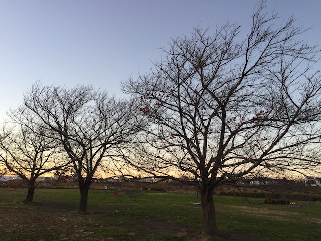 冬の桜三兄弟