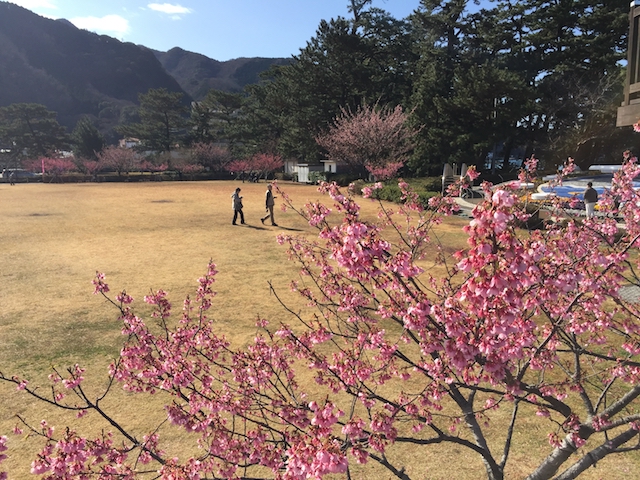 土肥桜