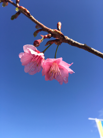 桜、咲く