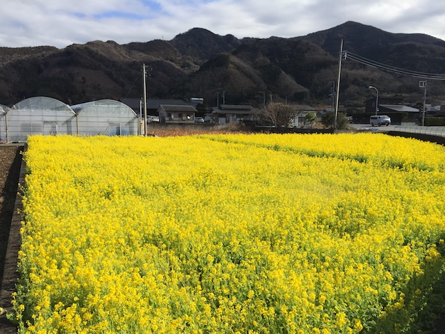 土肥の菜の花