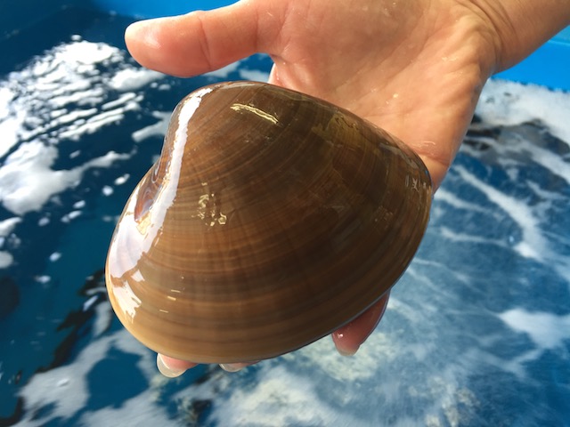 湘南はまぐり
