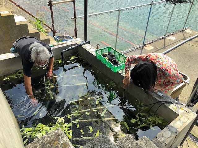 ウニ養殖風景