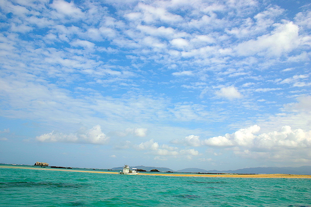 コブシメの海