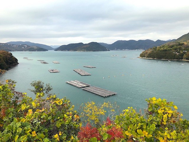 ひなせカキの海