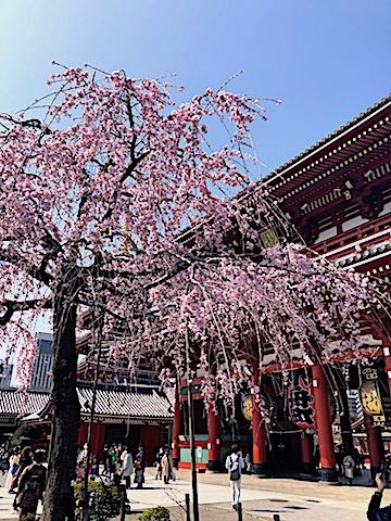 浅草寺の桜