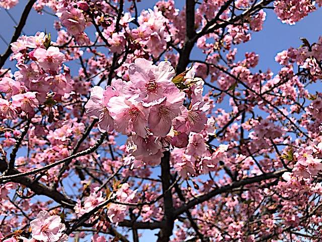 江戸の河津桜