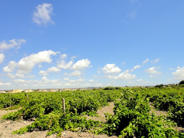 マルサラ葡萄畑