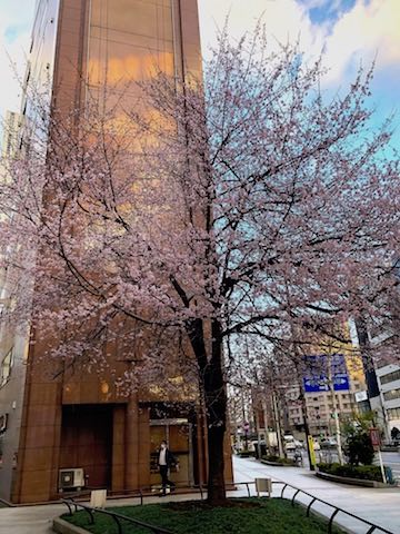 まつやの前の桜