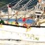 連載「ニッポンさかな酒」にて「秋刀魚、苦いか、しょっぱいか」掲載