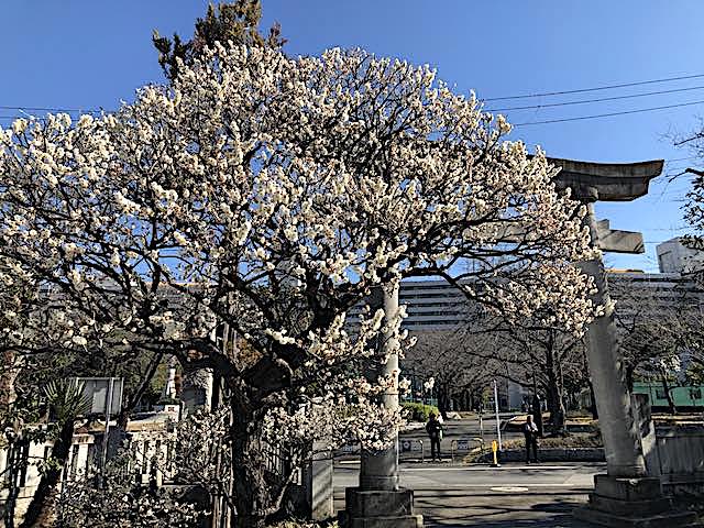 隅田川神社２