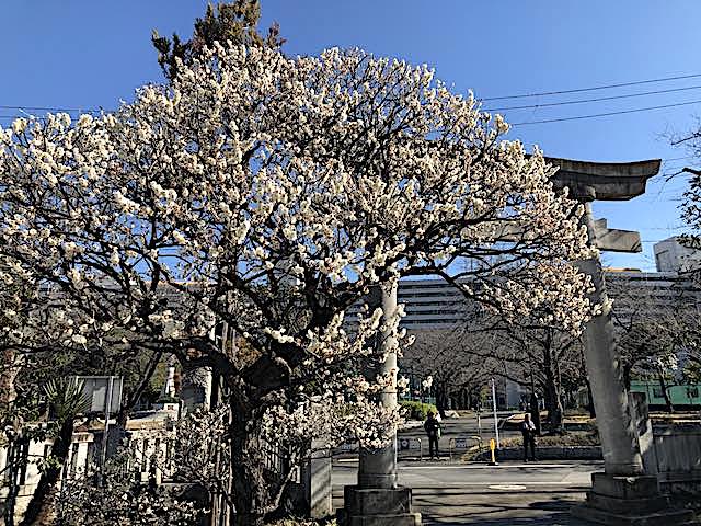 隅田川神社２