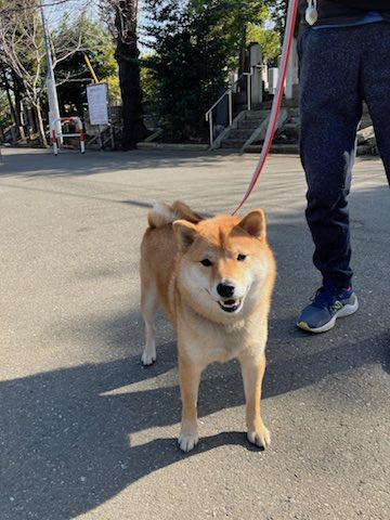 本門寺柴犬