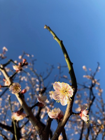 梅の花