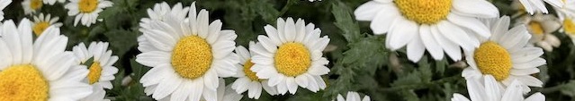 花のみち