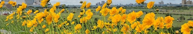 オオキンケイギク