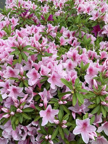 花１