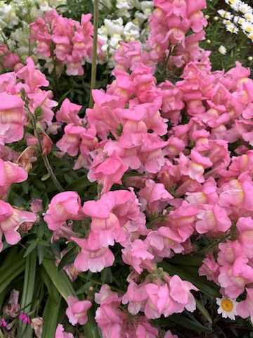 花２