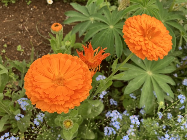 花５