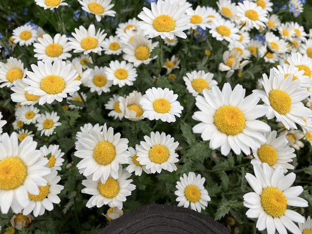 花６