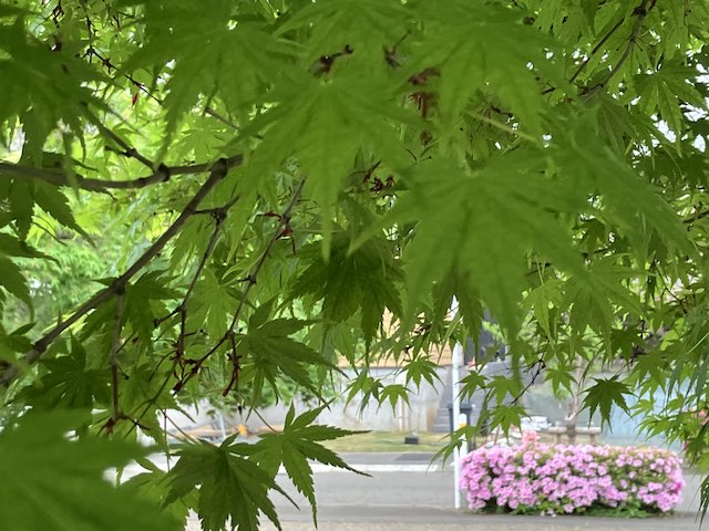 青いもみじ