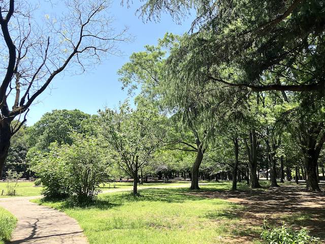 キヌタ公園の林１