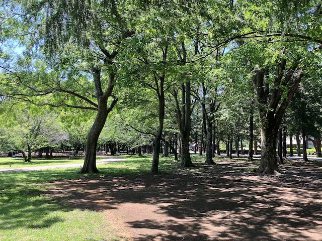 キヌタ公園の林２