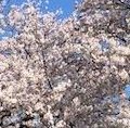 桜の季節に『江戸酒おとこ』