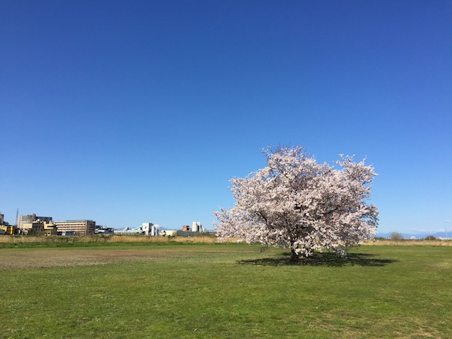 桜３