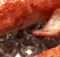 カニカマに本麒麟