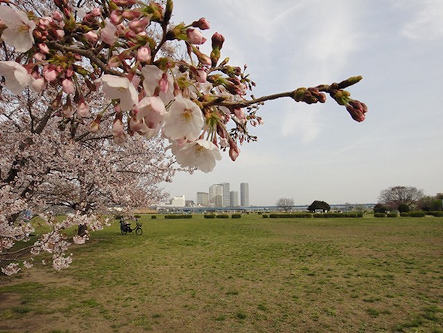 桜２