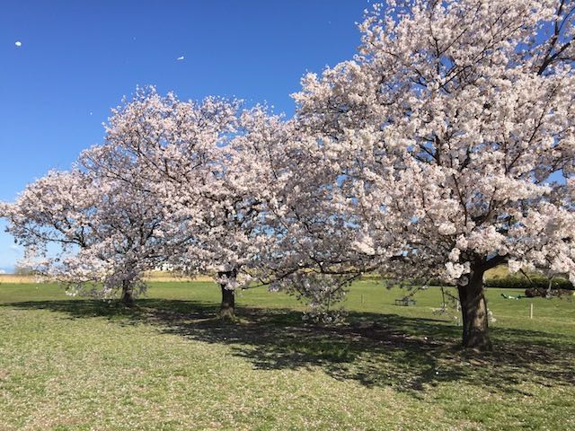 桜三兄弟