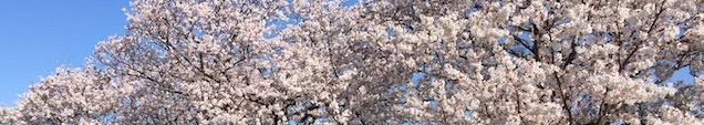 空はさくら色