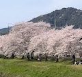 行く春を近江の人と惜しみける