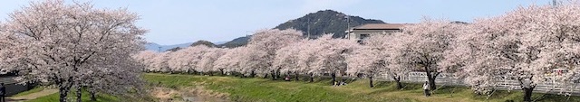 近江の桜