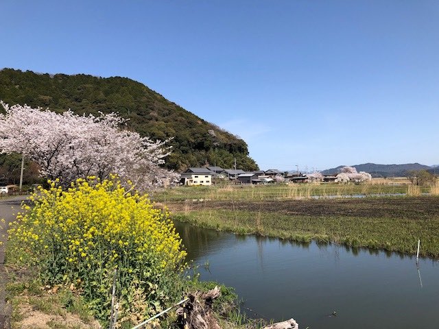 菜の花と桜