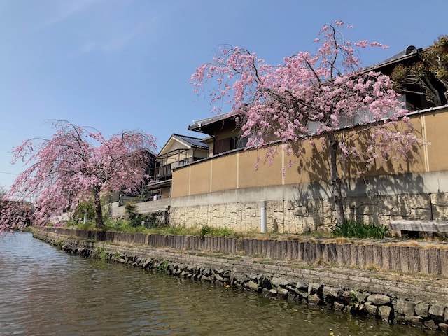 はなに咲く花