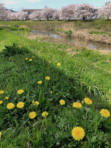 タンポポと桜