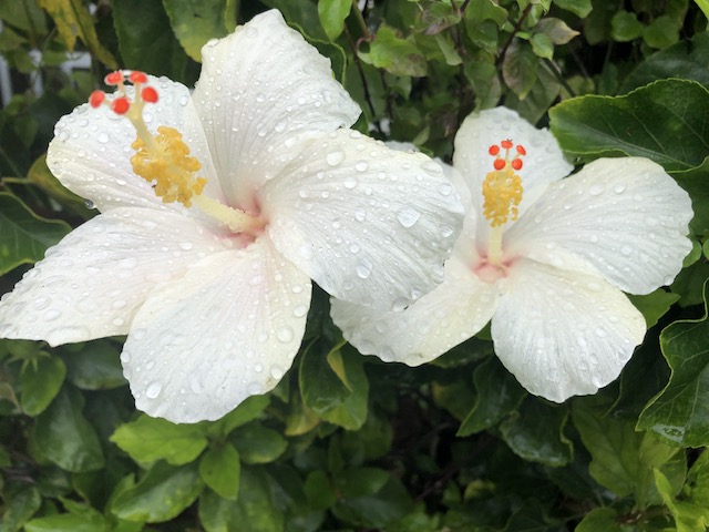花の島