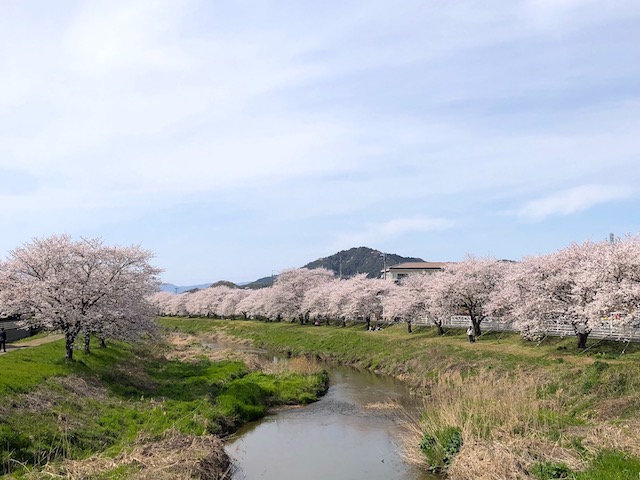 八幡の桜